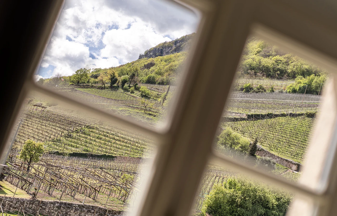 Blick aus dem Appartement V Apollo auf die Weinberge von Tramin – Ansitz Romani, Südtirol