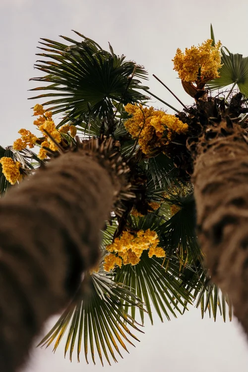 Palmwedel und Blüten im Garten des Ansitz Romani – Hotel in Tramin, Südtirol