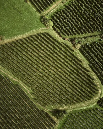 Weinberge bei Tramin aus der Luft – Südtiroler Weinstraße