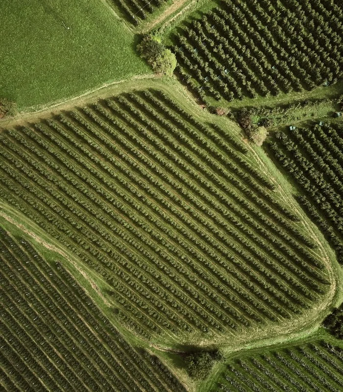 Weinberge bei Tramin aus der Luft – Südtiroler Weinstraße