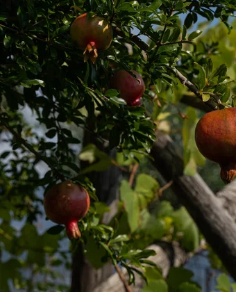 Granatäpfel im Garten des Ansitz Romani – Hotel in Tramin, Südtirol