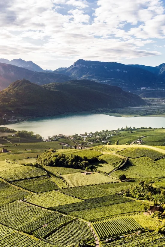 Weinberge am Kalterer See im Morgenlicht – Südtiroler Weinstraße