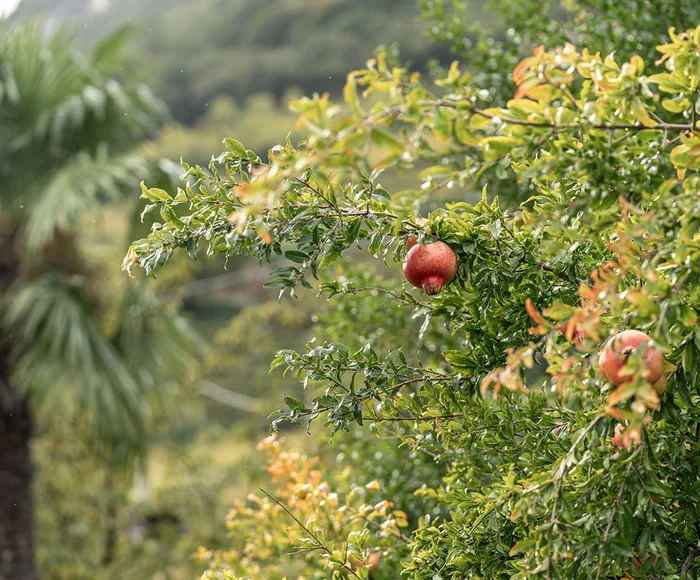 Granatäpfel und Blüten im Garten des Ansitz Romani – Hotel in Tramin, Südtirol