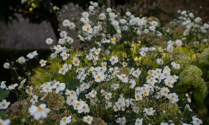 Blüten im Garten des Ansitz Romani – Hotel in Tramin, Südtirol