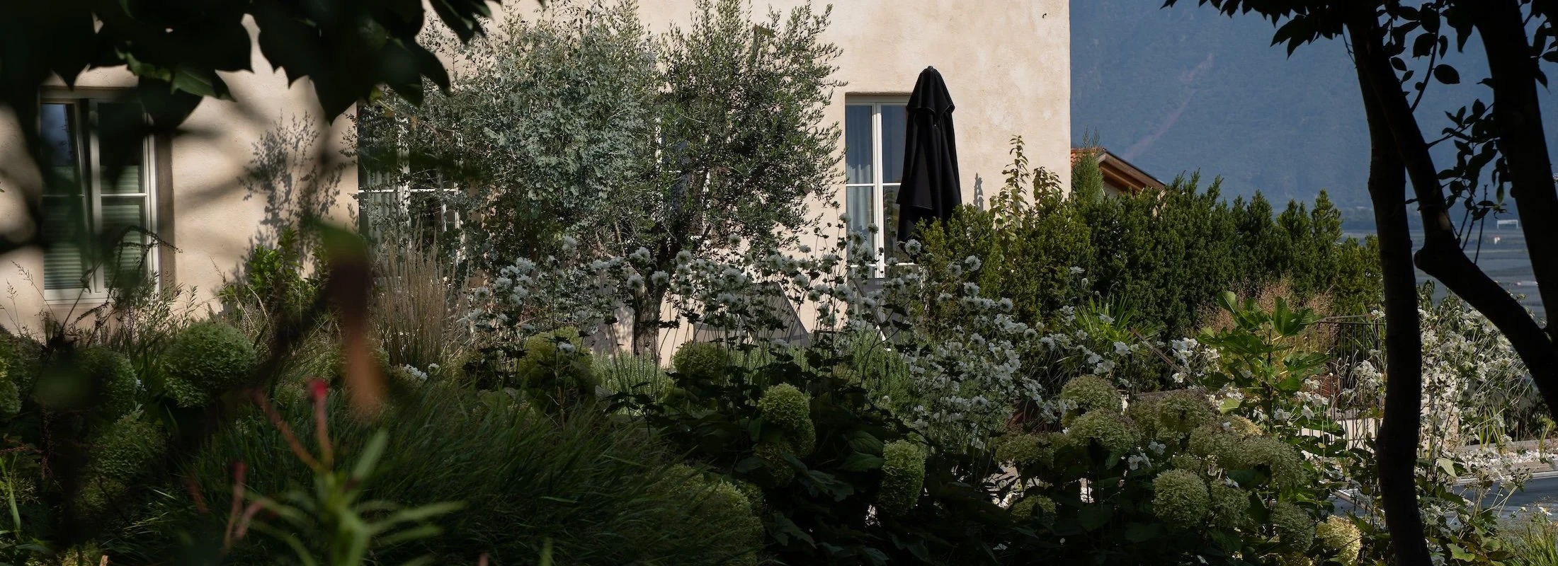 Mediterraner Garten des Ansitz Romani mit Olivenbaum – Hotel in Tramin, Südtirol