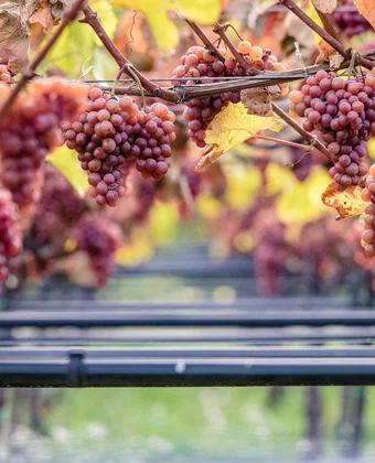 Rote Trauben am Rebstock bei Tramin – Heimat des Gewürztraminers